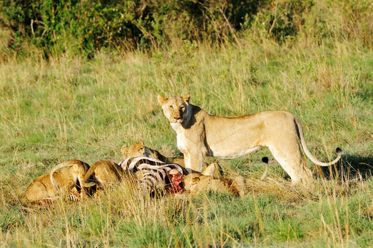 A upright lioness and cubs eating killed zabra