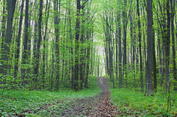 Obraz premium Path in the green forest
