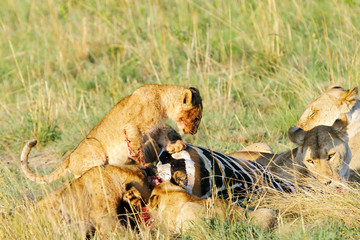 A beautiful lion cub near the kill