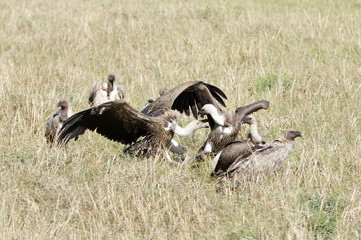 Fight of vultures