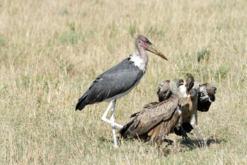 Obraz na płótnie Canvas Marabou Stork i sępy