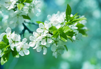 Branch of white spring blossom.