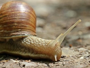 Weinbergschnecke (Helix pomatia)
