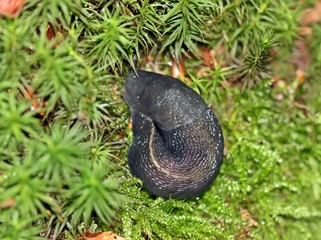 Schwarzer Schnegel (Limax cinereoniger)