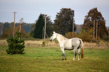 Obraz na płótnie Canvas White horse at the pasture