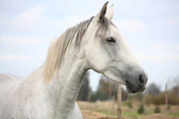 White horse at the pasture portrait