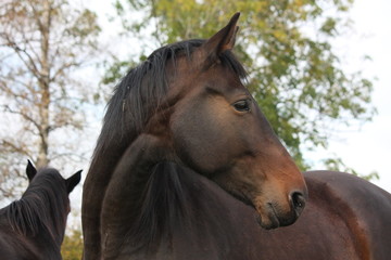 Fototapeta premium Beautiful brown horse portrait in autumn