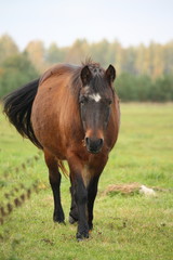 Brown pony walking at the pasture