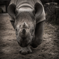 rhinoceros © jurra8