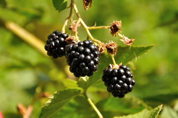 branch of blackberry