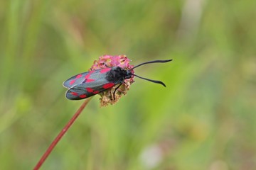 Sechsfleck-Widderchen  auf Kleinem Wiesenknopf