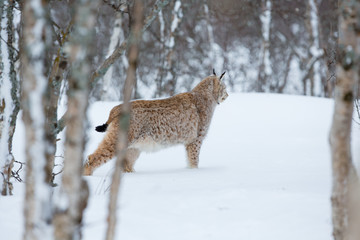 Lynx sneaks in the winter forest
