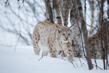 Lynx sneaks in the winter forest