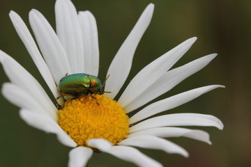 Seidiger Fallkäfer (Cryptocephalus sericeus) auf Margerite