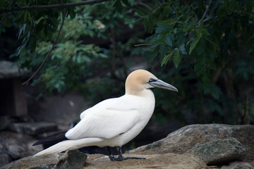 White gannet bird in the zoo.