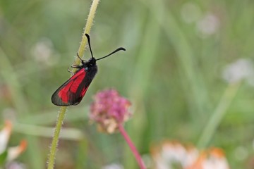 Thymian-Widderchen (Zygaena purpuralis)
