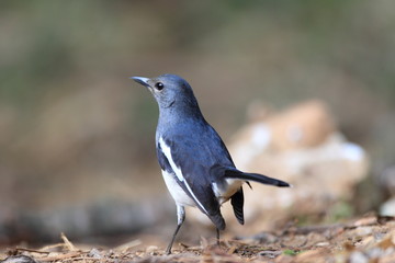 Oriental Magpie-Robin (Copsychus saularis ) in North Thailand