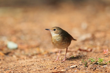 Siberian blue robin (Luscinia cyane) female in Thailand