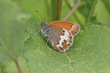 Weißbindiges Wiesenvögelchen (Coenonympha arcania)