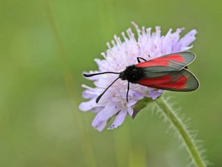 Thymian-Widderchen auf Acker-Witwenblume