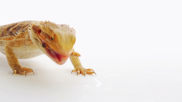 Bearded dragon (agama lizard) eating zophobas worm over white
