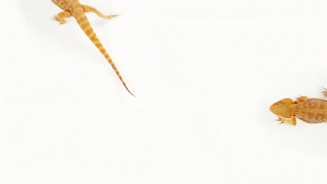 Lizard (agama ) running over white, funny traffic concept