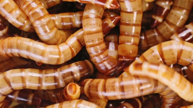 Zophobas morio (worms) close up background