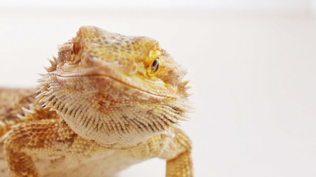 Bearded dragon (agama lizard) close-up portrait over white