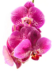 Fototapeta premium Pink orchid