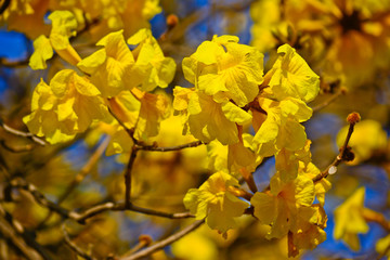 close-up golden tree flower (yellow pui)