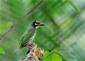 Coppersmith Barbet bird (Megalaima haemacephala)