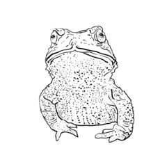 Vector of toad isolate on white background