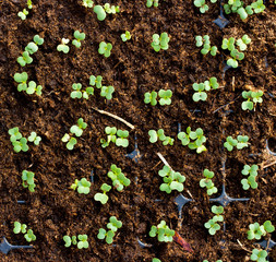 Seedlings grown in plastic tray
