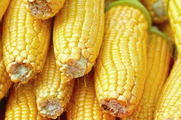 Sweet corn in the market