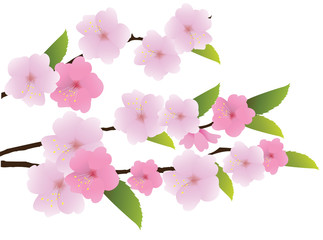 vector cherry blossom branches