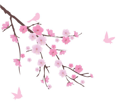 vector cherry blossom branch with birds
