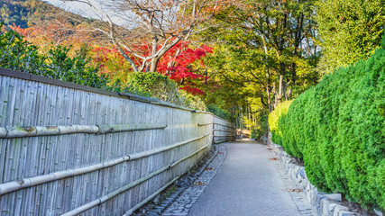 Fototapeta na wymiar The Path to Chikurin-no-Michi (Bamboo Grove) at Arashiyama in Ky