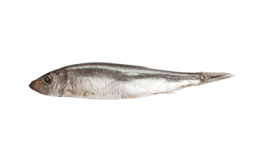sprat fish