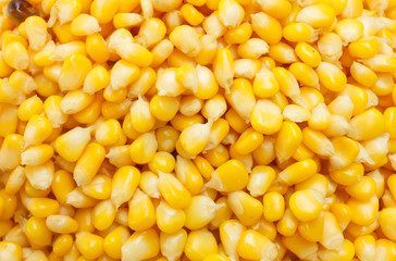 boiled corn background