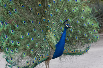 Obraz premium Peacock Displaying its plumage
