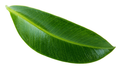 Beautiful green leaf, isolated on white