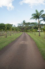 Fototapeta na wymiar Maui Tropical Plantation