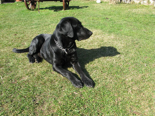 Charming Labrador in an attractive position on the grass yard.