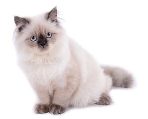 Fototapeta na wymiar Beautiful cat isolated on white