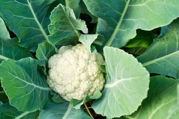 Fresh cauliflower