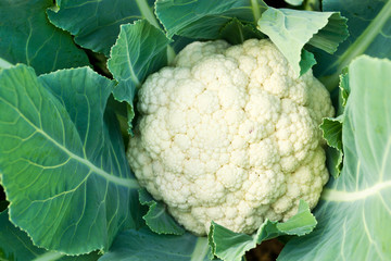 Fresh cauliflower - 61615125