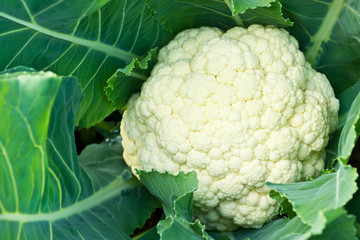 Fresh cauliflower - 61615128