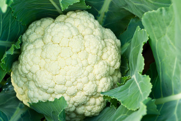 Fresh cauliflower