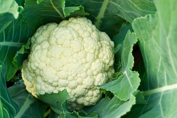 Fresh cauliflower - 61615152