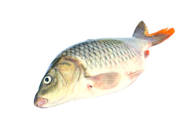 Fish on a white background